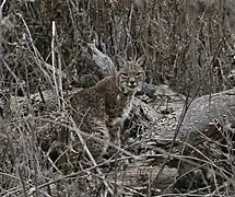 Un lynx roux dans l'environnement hivernal, à Almaden Quicksilver County Park&nbsp;(en), en Californie.