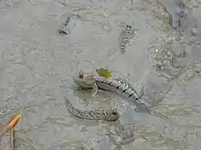 Boleophthalmus boddati et Periophthalmus argentilineatus