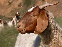 Photo couleur d'un chèvre blanche à tête rousse, cornes en arrière, front busqué et poils laineux.