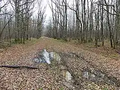 L'extrémité ouest du bois des Landes à Lussat, presque en limite de Gouzon.