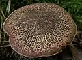 Boletus chrysenteron chapeau craquelé