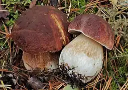 Cèpe des pins (Boletus pinophilus)