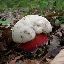 Rubroboletus satanas, Pied rougeet toxique