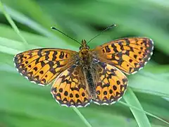 Boloria (Clossiana) titania