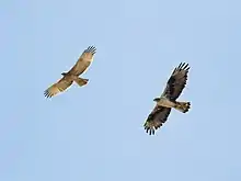 Deux Aigles de Bonelli en vol les ailes déployées, un juvénile plus petit et plus clair poursuivi par un adulte.