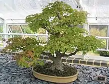 Un petit arbre dans un pot.