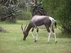 Bontebok (femelle en gestation)