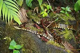 Bothrops taeniata