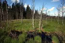 Tourbières de Frasne-Bouverans.