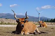 Photo couleur de vaches couchées de robe fauve à mufle noir cerclé de blanc et longues cornes torsadées.