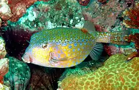 Ostracion immaculatus