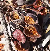 Fruit de B. gregorii.