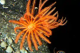 Novodinia antillensis (Brisingidae)