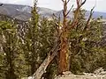 Les plus vieux arbres connus au monde furent jusqu'en 2008 des pins de Bristlecone (Pinus longaeva) comme ici dans les Inyo Mountains, en Californie. Ils peuvent vivre plus de 4&nbsp;000&nbsp;ans, certains individus ont presque 5&nbsp;000&nbsp;ans.