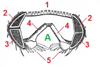 Schéma d'un bras en coupe. 1=papules et paxilles, 2=plaque supéromarginale, 3=plaque inféromarginale, 4=plaques ambulacraires, 5=plaques adambulacraires.