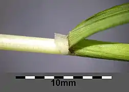 Brize intermédiaire : ligule