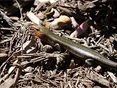 Plestiodon laticeps, assez similaire à Plestiodon fasciatus (mais pas aux jeunes, aux bandes nettement marquées)