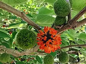 Le mûrier à papier