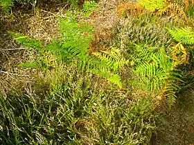 Image illustrative de l’article Tardenois