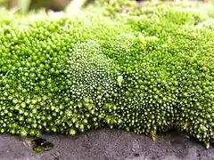 Bryum argenteum