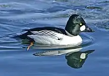 Un animal qui ressemble à un canard flotte sur un plan d'eau. Son plumage est vert foncé pour la partie supérieure, et blanc pour la partie inférieure.