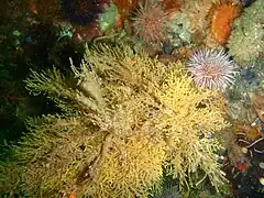 Un Eudendrium et un oursin à False Bay.