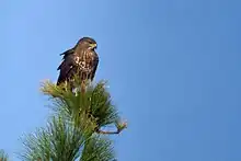 Rapace de taille moyenne perché dans un conifère