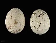 Deux œufs de forme ovoïde, celui de gauche est légèrement tacheté de brun clair, celui de droite légèrement tacheté de brun plus sombre
