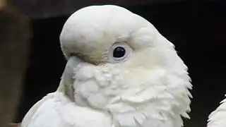 Mâle de la Ménagerie du jardin des plantes