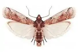 Cactoblastis cactorum