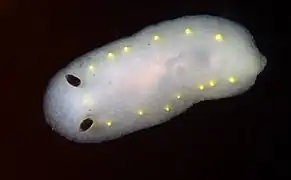 Cadlina flavomaculata