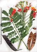 Feuilles, fleurs et gousses.