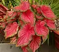 Caladium bicolor  'Florida Sweetheart'.