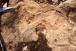 Ammonites et bélemnites déplacées sur le platier supratidal par les courants de marées ou des tempêtes. Lias moyen, Haut Atlas, Maroc.