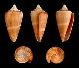Conus furvus