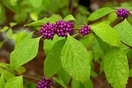 Callicarpa americana, baies