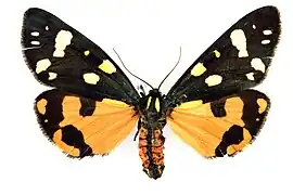 Écaille marbrée(Callimorpha dominula)