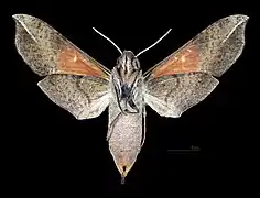 Revers de la femelle (coll.MHNT)