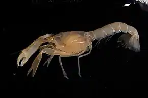 Calocarides coronatus