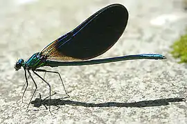 Calopteryx virgo