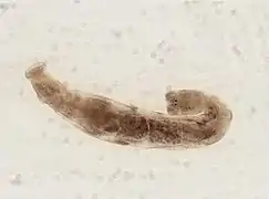 Cambarincola vitreus (Branchiobdellida)