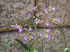 Campanula drabifolia sur un mur à Mycènes.