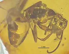 NHMW1984-31-136 profil.