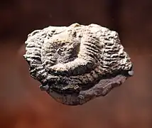 Camptostroma roddyi (Cambrien inférieur, NMNH).