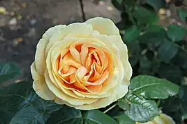 'Candle Light' ('Les Années Folles'), Tantau 2001