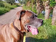 Cane Corso 11 ans ( fauve foncé)