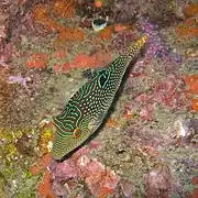 Canthigaster compressa