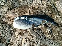 Lagocephalus lagocephalus