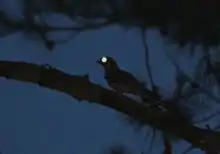  Photo prise de nuit. Sur fond bleu nuit du ciel se découpent en ombres chinoises des aiguilles de pin et une branche sur laquelle est posé un oiseau, dont l'œil renvoie une lumière blanche ronde.