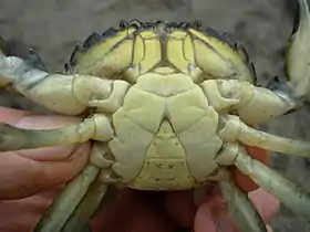 Image illustrative de l’article Moleca